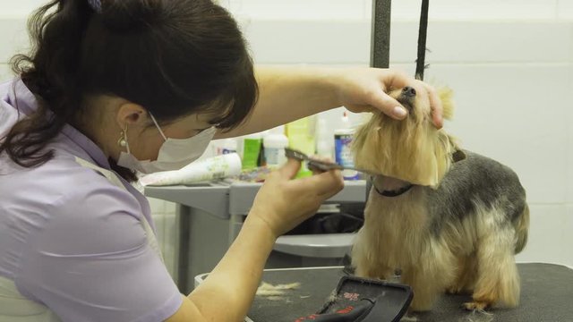 Pet grooming salon. Grooming a little dog in pet grooming, hairdressing salon for dogs. Small dog sits on the table while being scissors by a professional.
