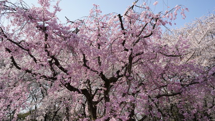 庄内通公園　桜2018
