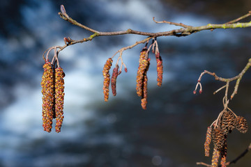 details of the branch of an alder