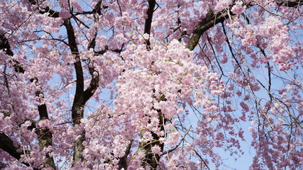 庄内通公園　桜2018