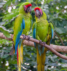 Green Macaw
