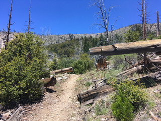 Fototapeta premium Downed dead trees in the desert Mojave. California
