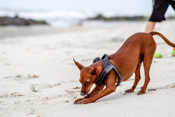 Happy cute miniature pinscher puppy playing at the beach