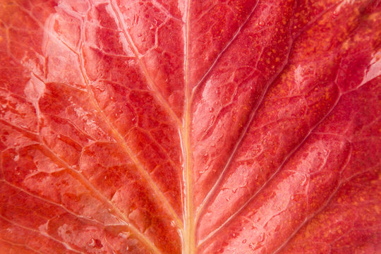macro beautiful red wet leaf with water