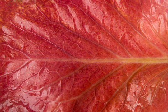 macro beautiful red wet leaf with water