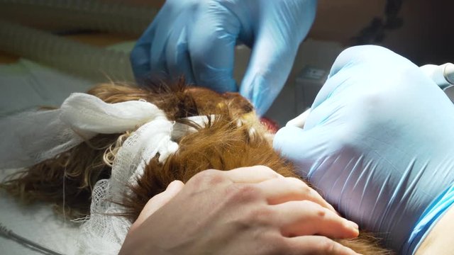 Veterinarian dentist is cleaning teeth from a dog, the animal is under anesthesia in a veterinary clinic. Veterinary stomatology, cleaning teeth from plaque and stone. Dog is having a teeth clean on