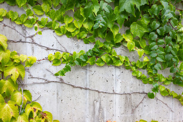 green ivy on concrete wall