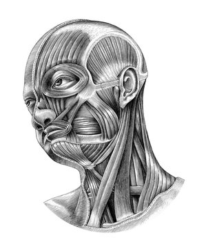 Human head and neck anatomy diagram illustration vintage style isolate on white background