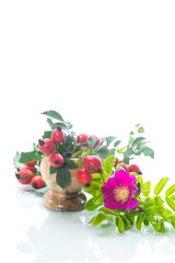Ripe red briar berries on a branch
