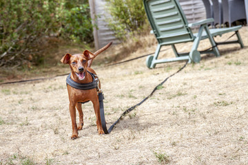Young brown Miniature Pinscher on dry grass