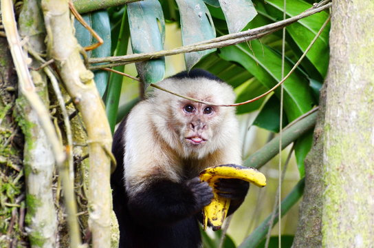 White-headed capuchin monke