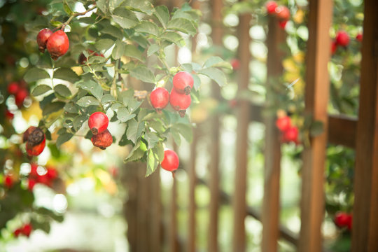 Ripe red briar berries on a bush branch
