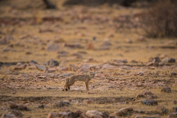 A fox pup  Vulpes bengalensis at Ranthambore National Park