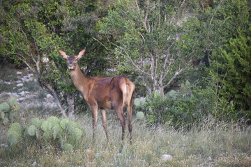 close up portrait of a red deer doe