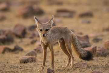 Naklejka na ściany i meble A fox pup Vulpes bengalensis at Ranthambore National Park