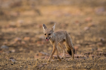 Naklejka na ściany i meble A fox pup Vulpes bengalensis at Ranthambore National Park