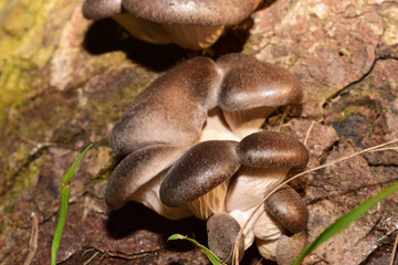 Macro of young oyster mushroom Pleurotus ostreatus