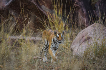 A gorgeous tigress quenching her thirst at kanha national park 