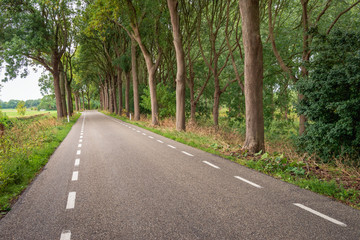 Fototapeta na wymiar Long asphalt road with tall trees on both sides
