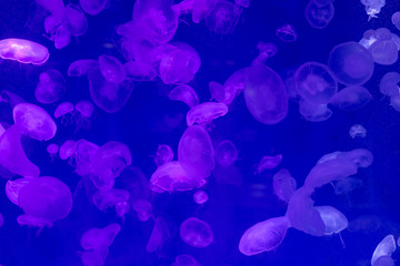 Fototapeta na wymiar Jellyfish in the sea