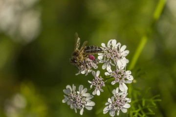 A bee with pink pollen