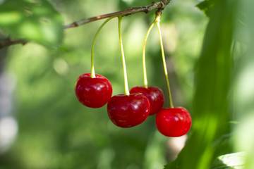 
red cherry on a branch in the garden. ripe cherry.