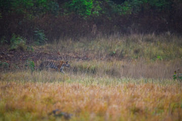 A gorgeous tigress quenching her thirst at kanha national park 