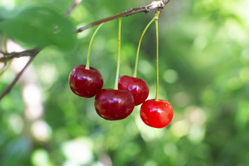 
red cherry on a branch in the garden