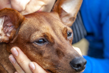Close up of brown miniature pinscher