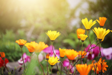 colourful flowers in garden with light copy space