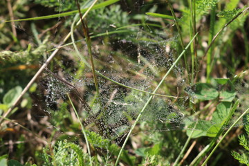Spiderweb in droplets of dew