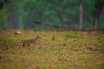 Indian Jackal, Canis aureus indicus  calmly sitting and observing the behavior possible prey at kanha national park
