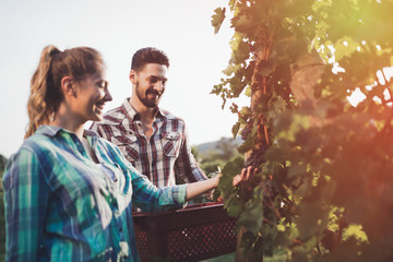 Winegrowers harvesting grapes in vineyard