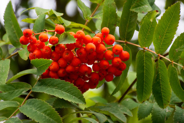 bunch of red Rowan on green branch