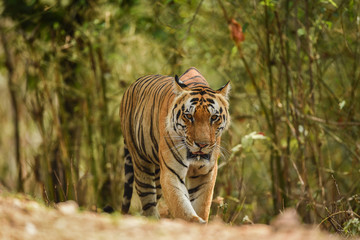 A male tiger on territory marking in morning safari at kanha tiger reserve