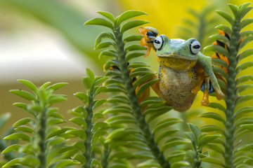 Flying frog
