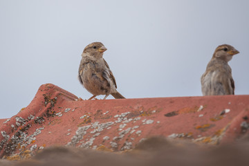 Haussperling auf dem Dach