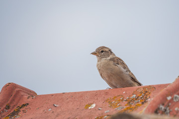 Haussperling auf dem Dach