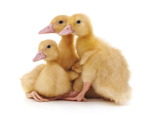 Group of little ducks.