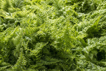 Fototapeta premium young green leaves fern, view from above