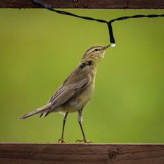 Juvenile wood warbler (Phylloscopus sibilatrix) investigating a fairy light