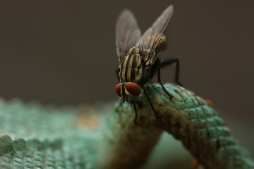macro view of fly