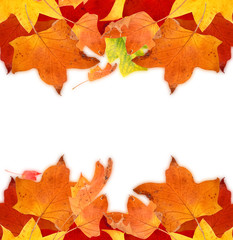 autumn leaf colors isolated for background