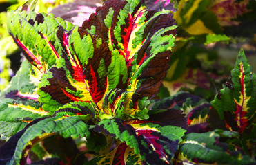 Popular ornamental plant grown in pots to decorate the garden, Coleus has colorful leaves.
