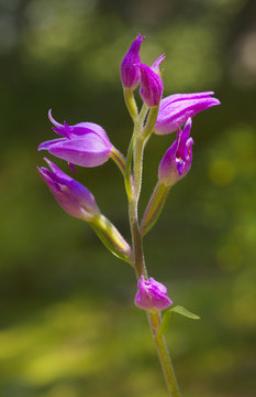 Detailed view of an orchid red helleborine - Cephalanthera rubra