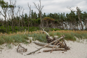 Bäume an Düne / Strand