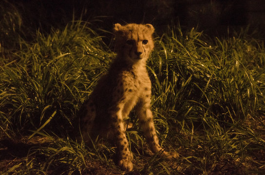 チーターの赤ちゃん