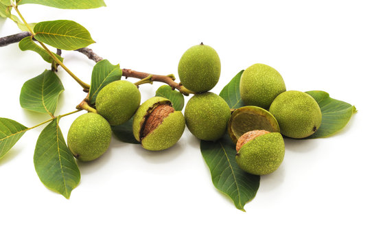 Green Walnuts With Leaves.