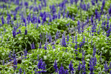 Fototapeta premium Zamknięty Tło kwiat lawendy w nowoczesnej szklarni z płytką głębią ostrości