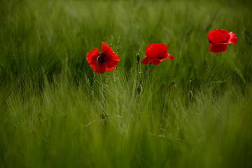 Fototapeta premium Pole jasnoczerwonych kwiatów maku kukurydzy w lecie